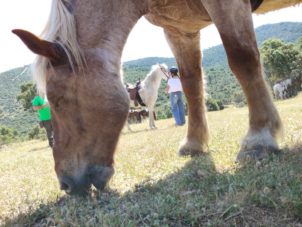 Caballos en la finca de Finca El Sarao